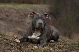 AMSTAFF ADULT 342